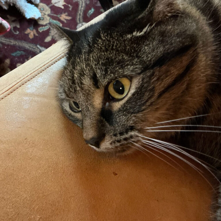Ada the cat
