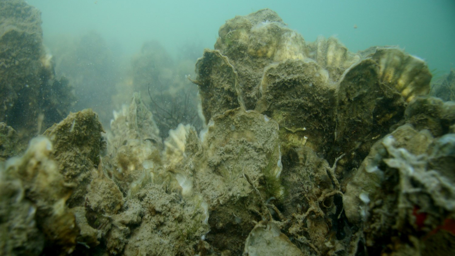 Oyster bed