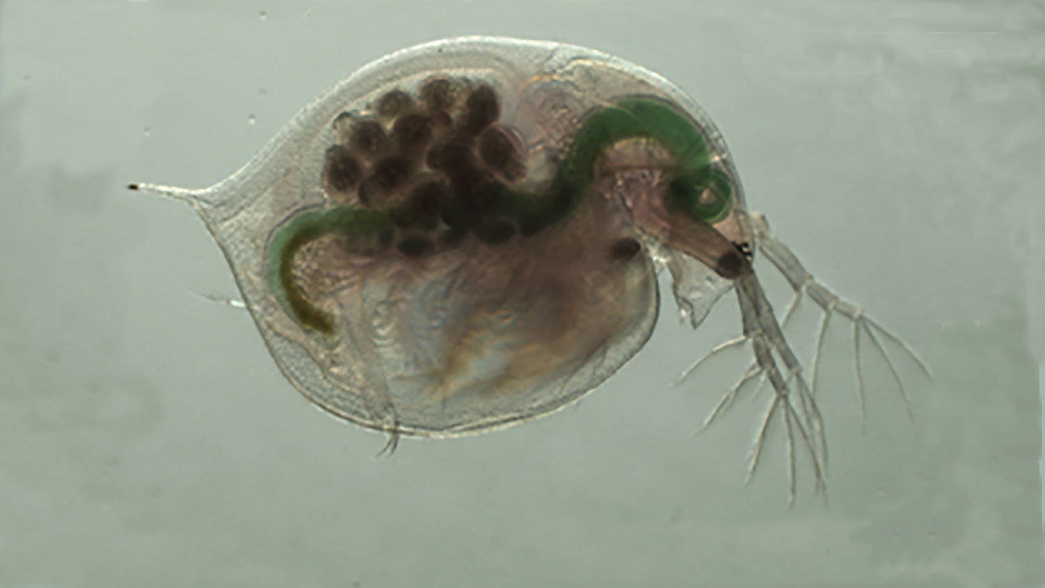 Water flea