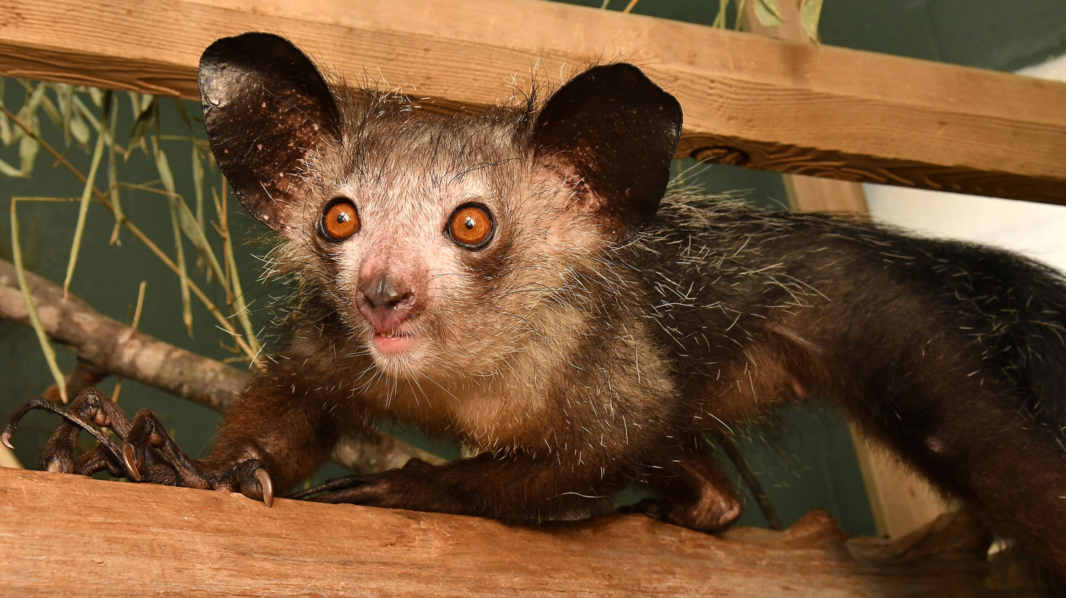 Aye-aye