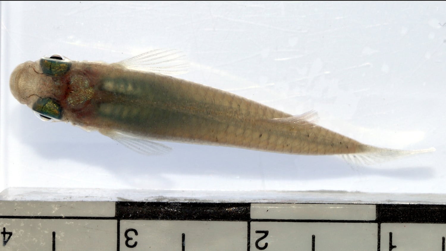 mosquitofish