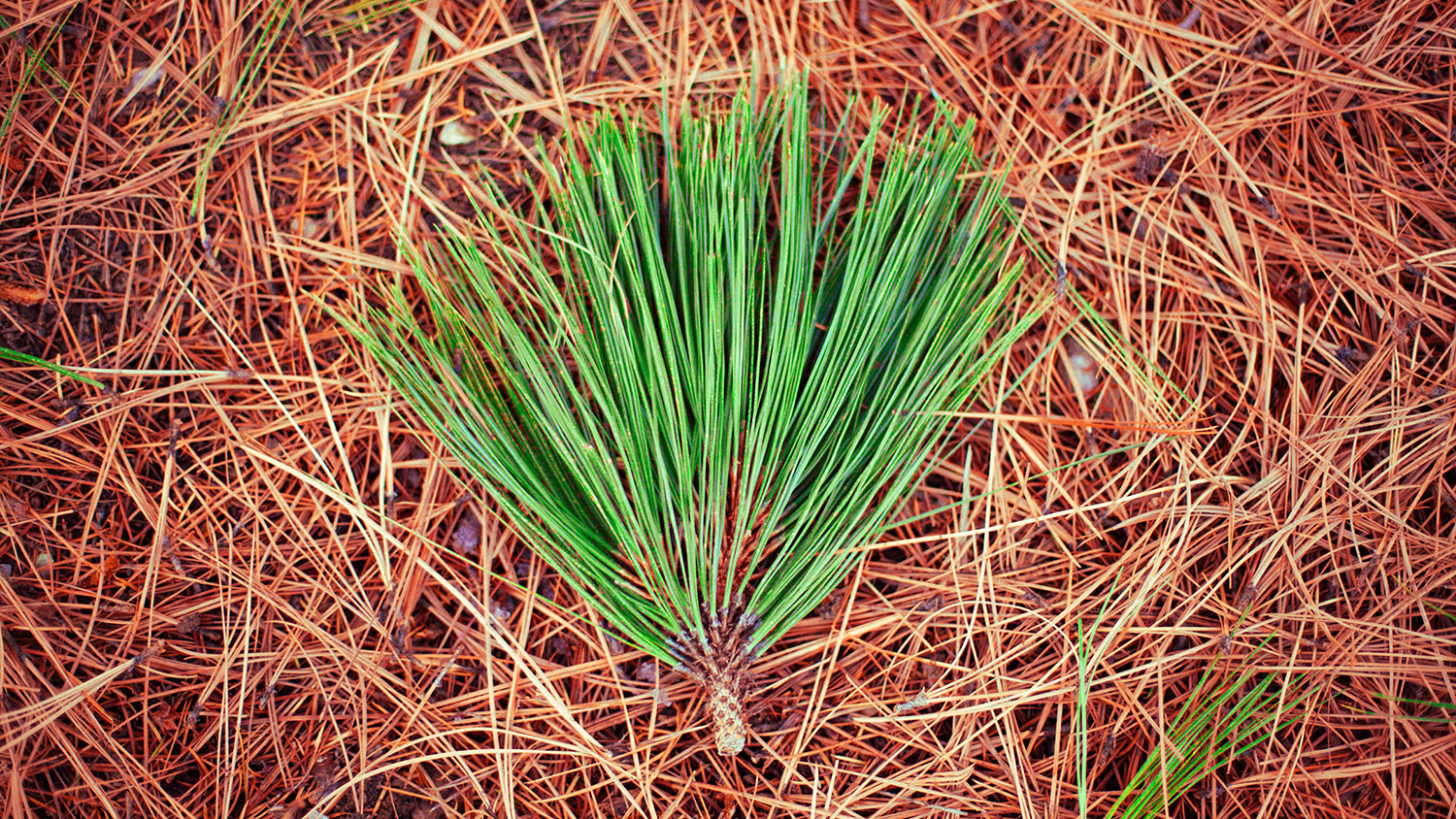 Pine needles