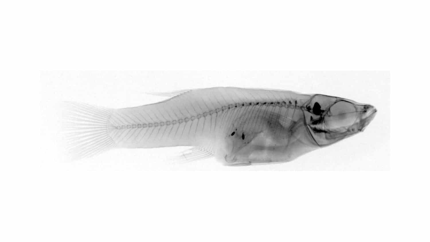 X-ray image of an adult female Bahamas mosquitofish where a fish she had eaten can be seen inside of her, revealing an occurrence of cannibalism.