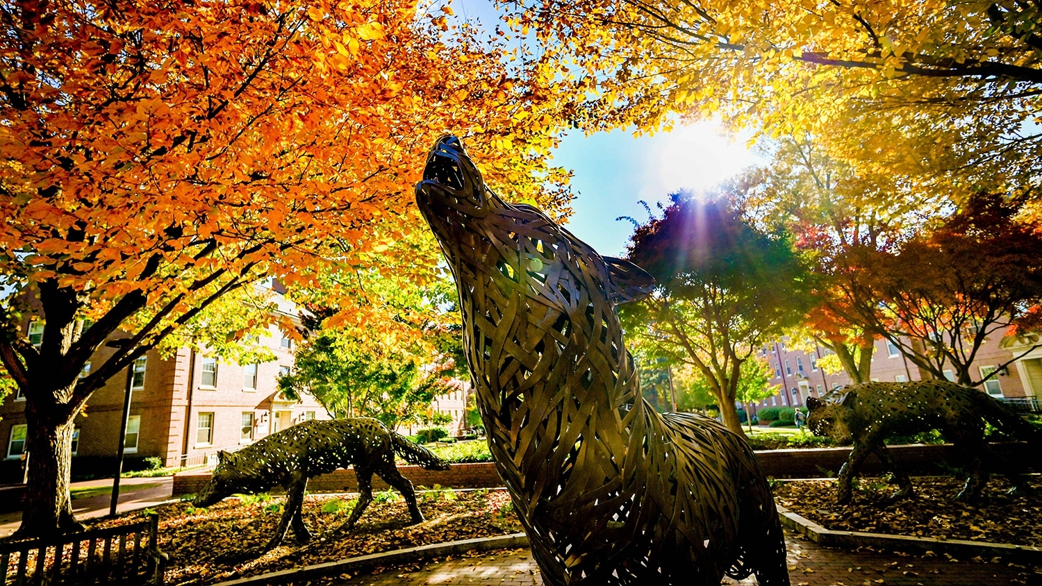 Afternoon sunlight streams through the fall foliage at Wolf Plaza