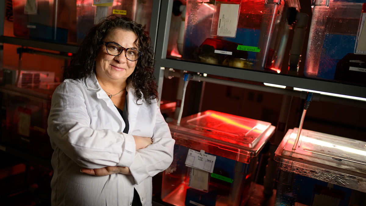 Dr. Nanette Nascone-Yoder in white labcoat stands with her arms crossed in her lab on the NC State College of Veterinary Medicine campus.