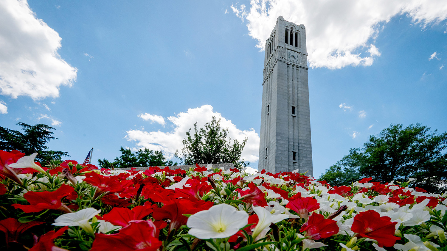 The NC State Memorial Belltower behind a bed of red and white flowers.